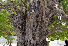 Kaani Tree景点图片