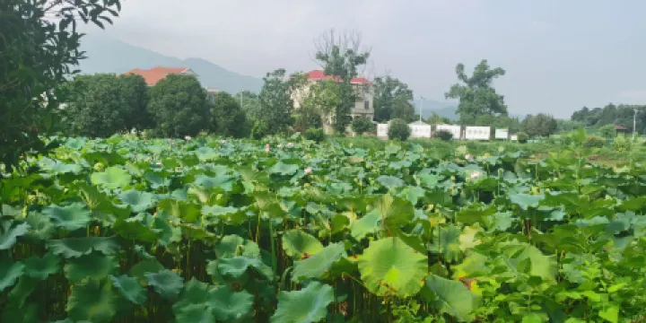 湖頭鄉村森林公園