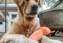 Happy Paws Hoi An购物图片