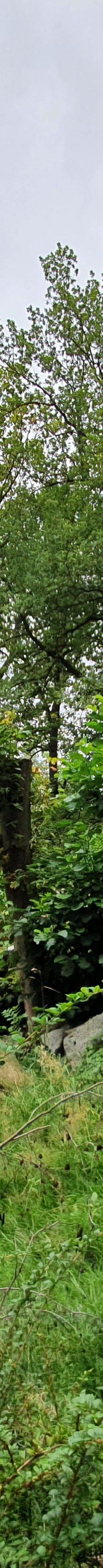 Chemnitz Zoo-开姆尼茨