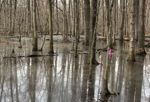 Big Cypress Tree State Park景点图片