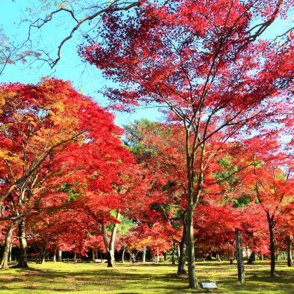 日本大阪+淡路岛+高松+冈山+神户7日6晚私家团