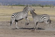 Robert Safaris Adventure景点图片