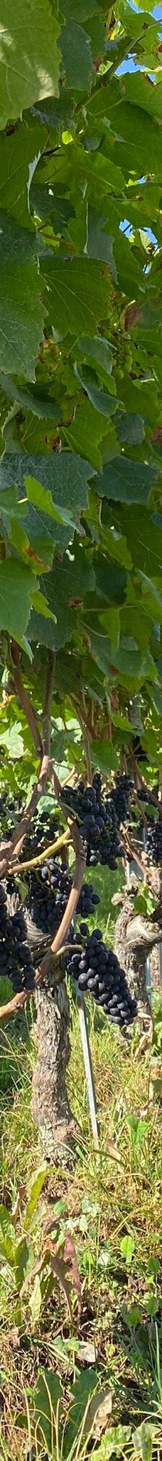 Domaine de Chambleau-Milvignes