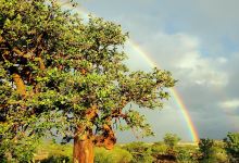 Waikōloa Dry Forest Initiative景点图片