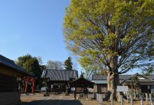 小泉神社景点图片