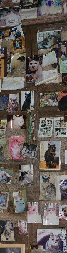 Cat's Shrine-高畠町