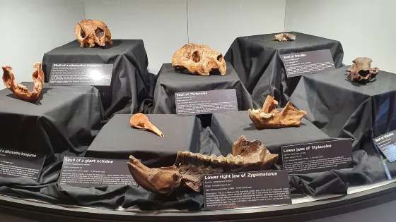 Wonambi Fossil Centre