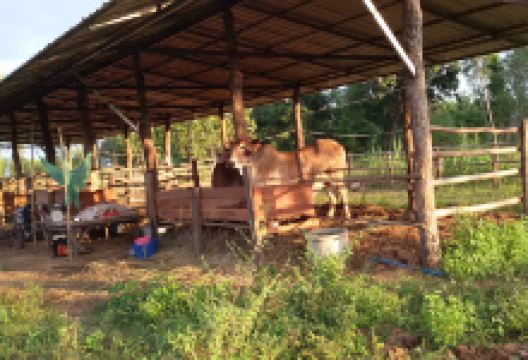 Wat Si Kaeo Dara景点图片