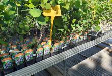 KOHAPLANT购物图片