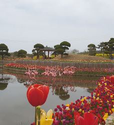 Sinan Tulip Festival-新安郡