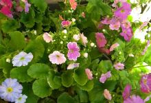 Vivero Santa Rosa购物图片