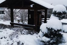 Garten & Bonsai购物图片