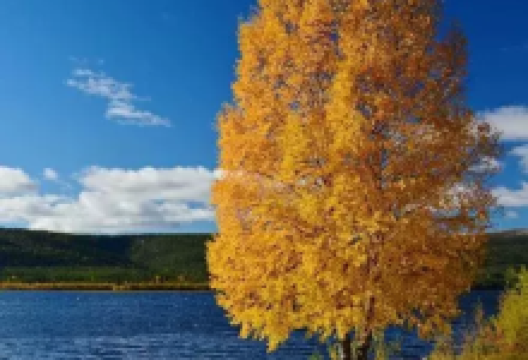 Holiday Farms LLC购物图片