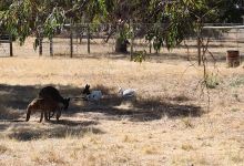 Bordertown Wildlife Park景点图片