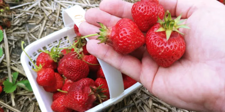 Richmond Nursery Strawberry Farm