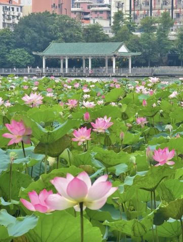 荔湾湖公园景点图片 27