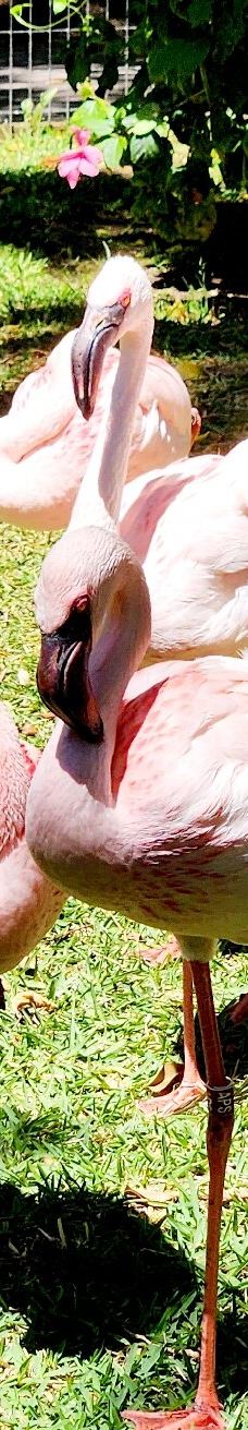 Selwo Aventura-埃斯特波纳