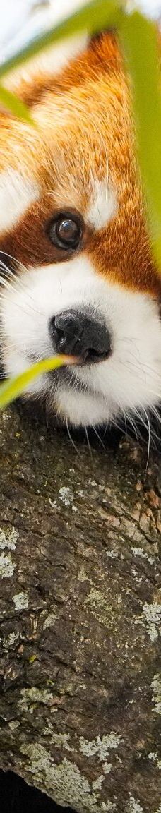 罗杰威廉斯公园动物园-普罗维登斯