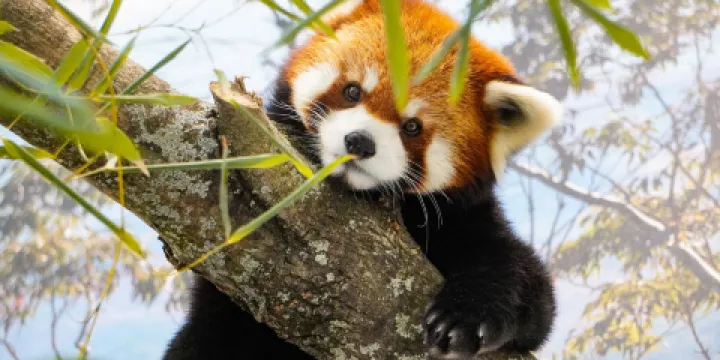 羅傑威廉斯公園動物園