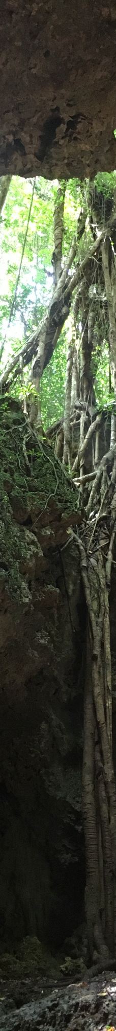 Grotte de Hortense-松树岛