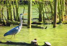 Corby Boating Lake景点图片