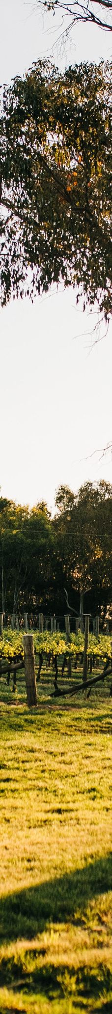 Mortimers Wines-奥兰治