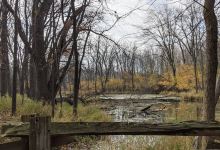 Heckrodt Wetland Reserve景点图片