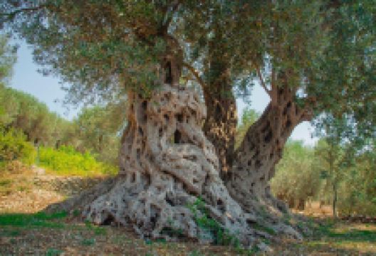 Buzuku Montenegro Olive Oil景点图片