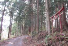 Avenue of Cedars in Uenomae景点图片