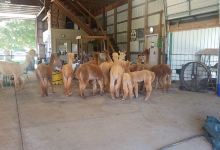 Happy Tails Alpacas景点图片