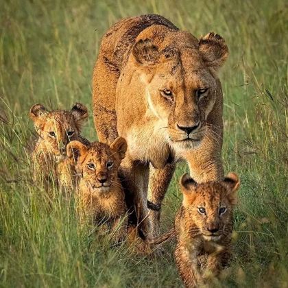 坦桑尼亚塞伦盖蒂国家公园+恩戈罗恩戈罗火山口5日4晚自由行