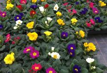 Gartenbau . . . . Floristik Mühlbauer购物图片
