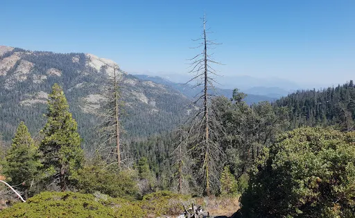 Redwood Canyon Trail