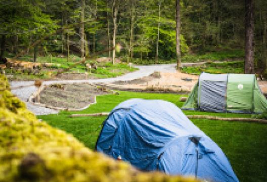 Tree Tops and Train Tracks景点图片