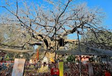 Parijaat Dham Dwar景点图片