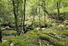 Trilho das Cascatas Lages Altas (início)景点图片