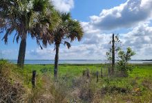 Lake Wales Ridge Wildlife and Environmental Area - Lake Placid Scrub景点图片