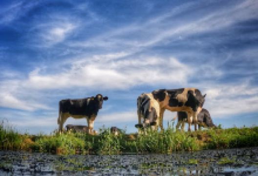 Groene hart, Benschopper Molenvliet景点图片