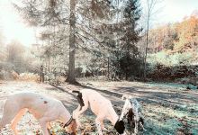 Seden Hundepark景点图片