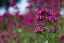 Freundeskreis Botanischer Garten Oberholz e.V.景点图片