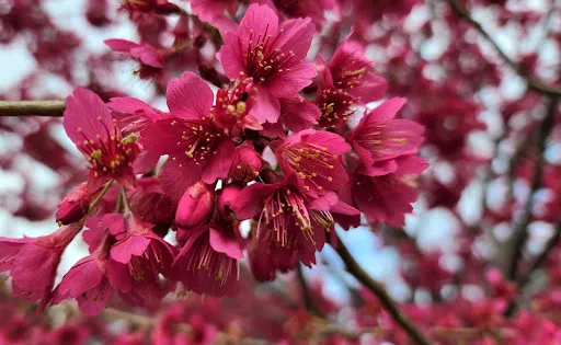 Picton Botanical Gardens