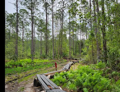 Longleaf Pine Preserve
