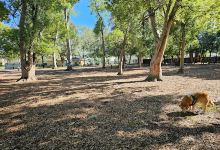 Pawmosa Dog Park景点图片