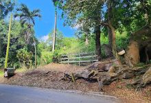 400-year-old Ceiba Atabey (Kapok)景点图片