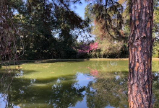 Pró-Verde Plantas e Jardins购物图片