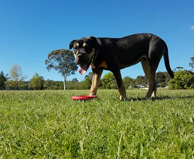 Wallsend Dog Off-Leash Area