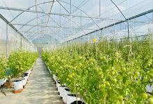FarmStay Bảo Thắng Phù Mỹ景点图片