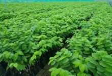 Madhuban Farm & Nursery景点图片
