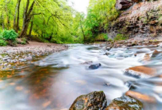 Roslin Glen Nature Reserve景点图片